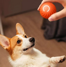 SmartDog ball